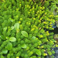 Microphyllum rubricaule
