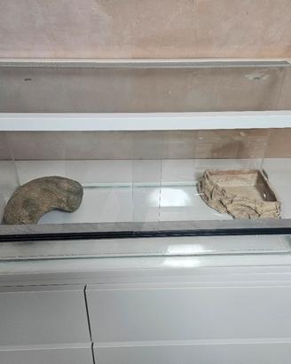 Teca per rettili