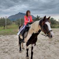 Cavalla pezzata di 9 anni