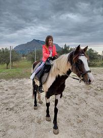 Cavalla pezzata di 9 anni