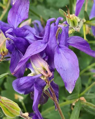 Aquilegia pianta