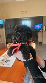 Cuccioli di barboncino