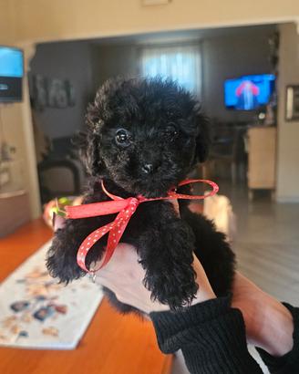 Cuccioli di barboncino