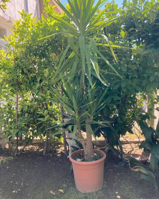YUCCA IN VASO 1,5MT