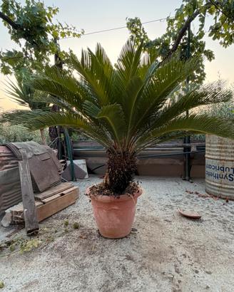 Cycas Revoluta adulta