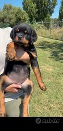 Cuccioli rottweiler con pedigree
