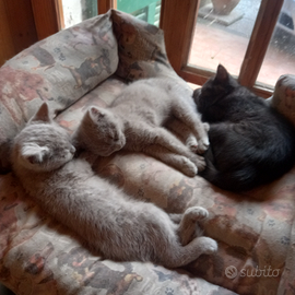 Gattini british shortair e scottish fold