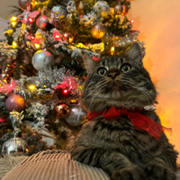 Si vende un gattino pelomedio