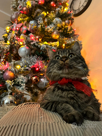 Si vende un gattino pelomedio