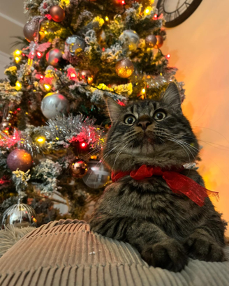 Si vende un gattino pelomedio