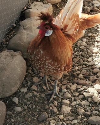 Galline appenzeller