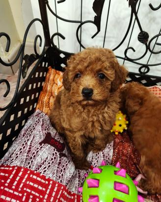 Barboncino cuccioolo toy 2 mesi