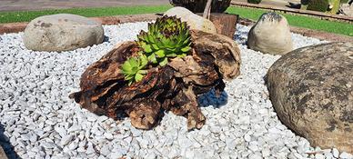 Ceppo legno con pianta Grassa 