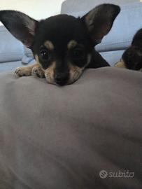 Cuccioli di chiuhauhua
