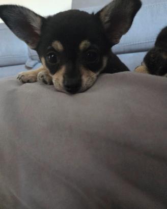 Cuccioli di chiuhauhua