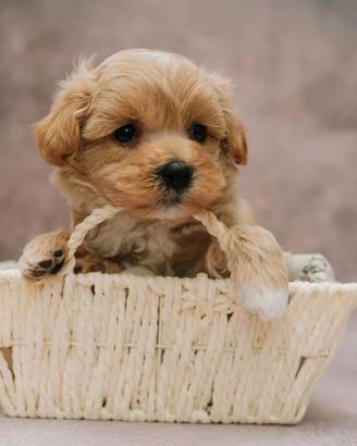 Maltipoo cuccioli