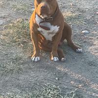 Cuccioli Pittbull Red Nose