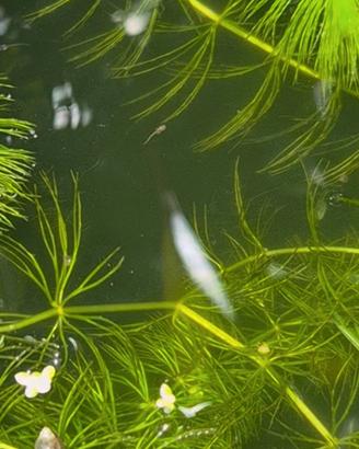 Pesciolini piccoli da acquario - Avannotti Medaka