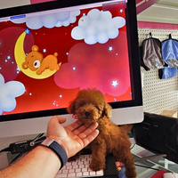 Cuccioli di taglia molto piccola FINO 24 RATE