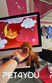 Cuccioli di taglia molto piccola FINO 24 RATE