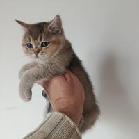 Cucciola di gattina scottish straight