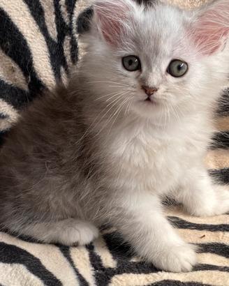 Gattino persiano normotipo