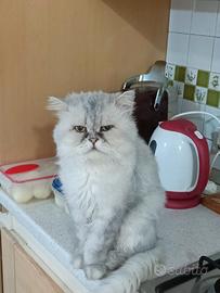Gatto persiano