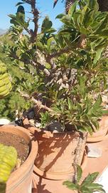 Pachypodium saundersii
