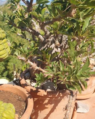 Pachypodium saundersii