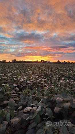 Terreno agricolo 12 ha