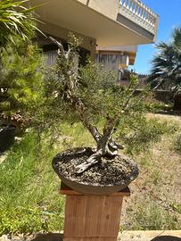 Bonsai GInepro