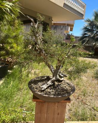 Bonsai GInepro