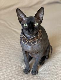 Sphynx x Monta