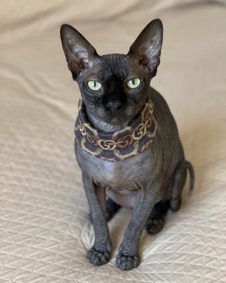 Sphynx x Monta