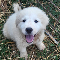 Cuccioli di pastore maremmano abruzzese