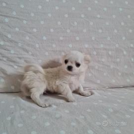 Cuccioli di chihuahua