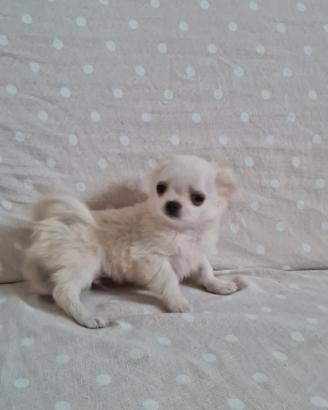 Cuccioli di chihuahua