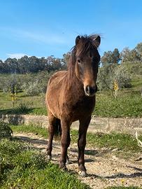 Pony maschio 1 anno
