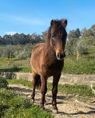 Pony maschio 1 anno