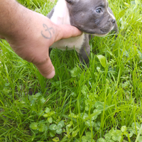 Cucciola American Pitt bull terrier