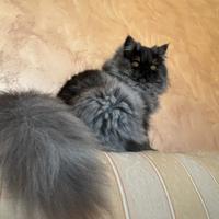 Gatta persiana femmina per accoppiamento