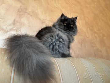 Gatta persiana femmina per accoppiamento