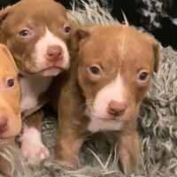 Cuccioli di Pitbull ukc con Pedigree