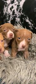 Cuccioli di Pitbull ukc con Pedigree