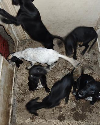 Cuccioli di pointer/setter