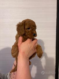 Barboncino Red maschio