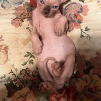 Cucciolo di sphynx