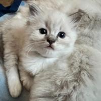 Cuccioli Ragdoll con Pedigree