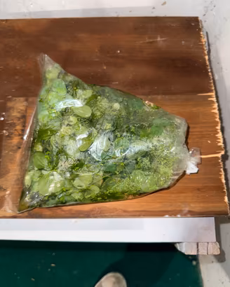 Sacchetto pieno di pianta galleggiante