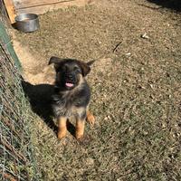 Cuccioli di Pastore Tedesco